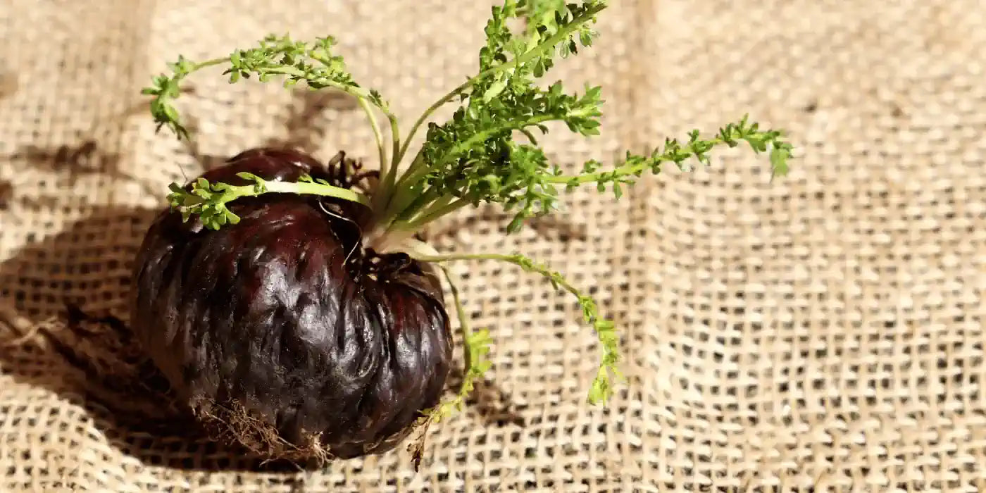 Maca schwarz – Wirkung von Superfood Bio Maca Pulver & Co