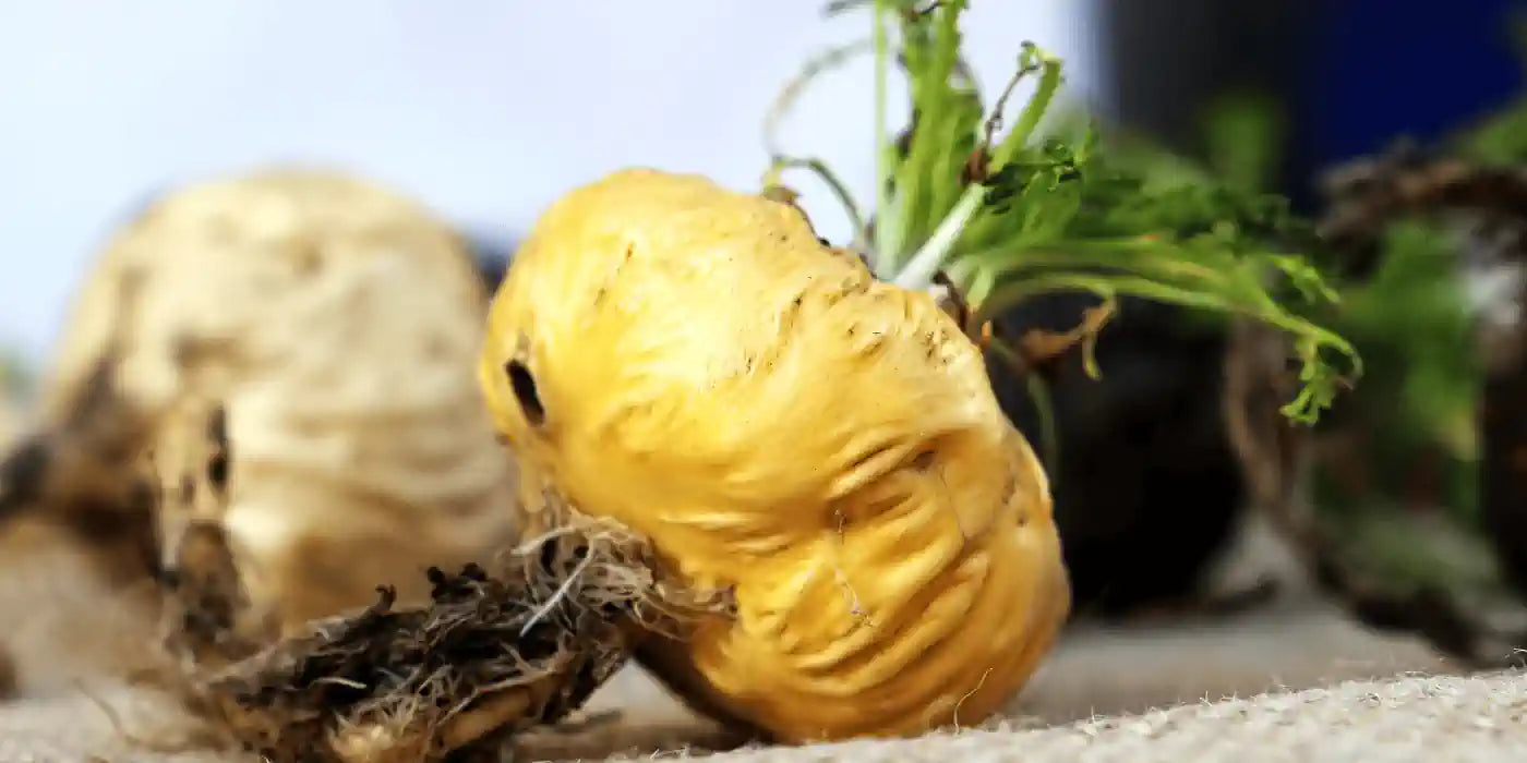 Gelbes Maca – Wirkung, Anwendung & Unterschiede einfach erklärt